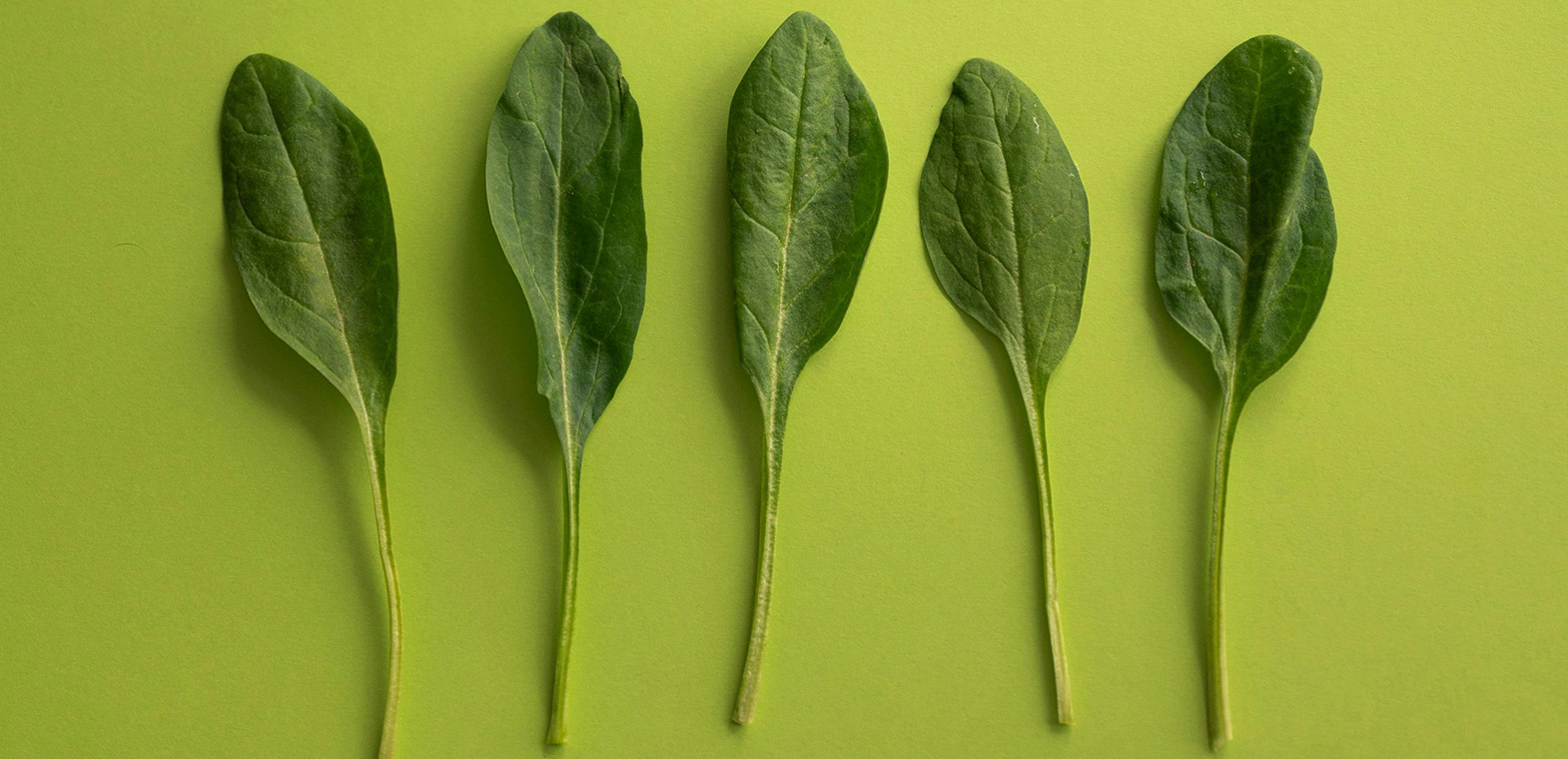 فوائد مذهلة لتناول السبانخ..