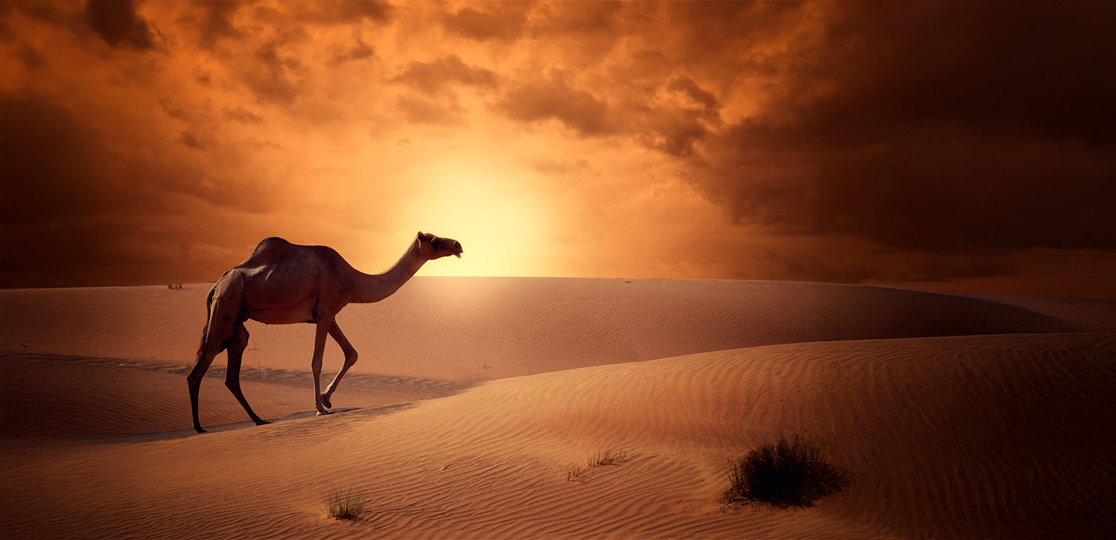 "رغاء" صوت الإبل في الأدبيات والشعر 