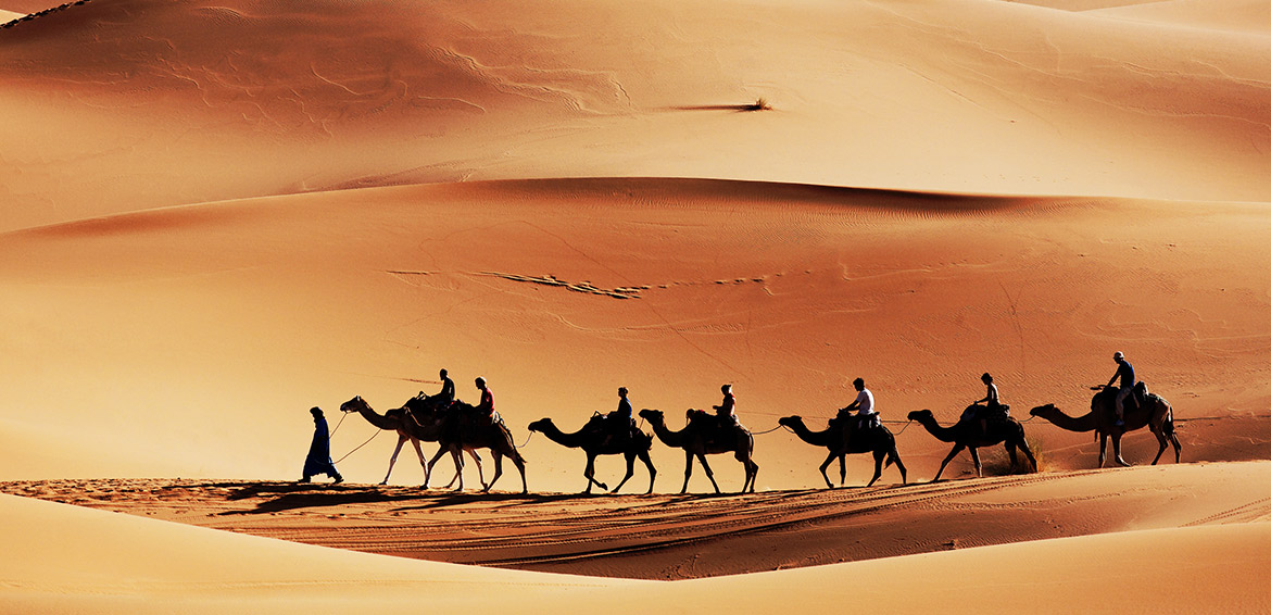 "رغاء" صوت الإبل في الأدبيات والشعر 