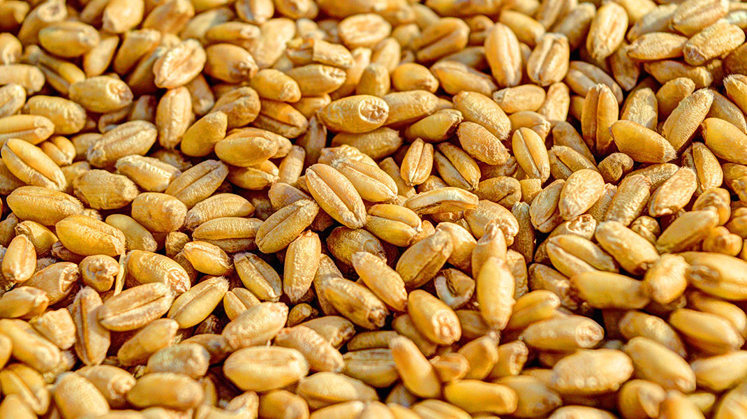 الداء الزُّلاقي Celiac Disease
