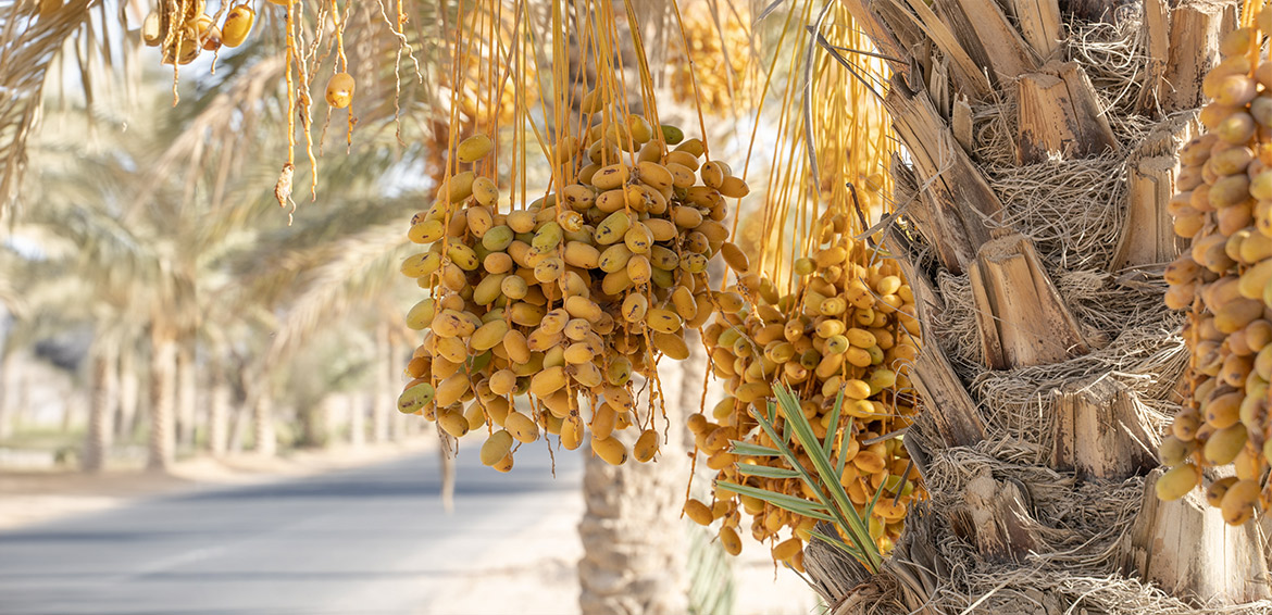 الإرطاب...والرطب  